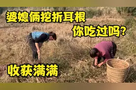 婆媳俩去挖折耳根，没想到收获满满，云贵川渝地区最爱，你吃过吗视频封面