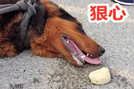 狼犬狂追三轮车几十里路，爪子全磨破，狗主人狠心将它送入火锅店视频封面