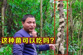 枯萎树干长满了白菌菇，同伴高兴之余担心能不能食用，大家认识吗