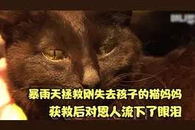 暴雨天拯救因车祸失去孩子的猫妈妈，得救后猫咪对恩人流下了眼泪视频封面
