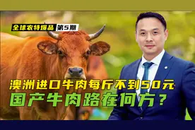 澳洲进口牛肉每斤不到50元，国产牛肉路在何方？视频封面
