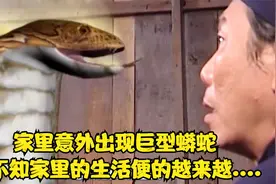 家里从天而降一条巨型蟒蛇，殊不知家里的生活变得如此糟糕视频封面