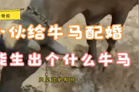 印度小伙给牛和马配婚，这样的配婚能成功？这能生出个什么牛马？