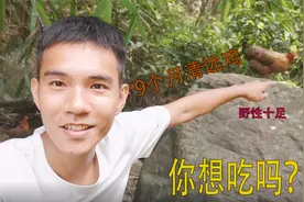 饲料鸡只养4个月，多一天都不行，小伙的野养鸡却要养足9个月视频封面