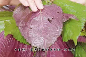 紫苏叶煮水喝：缓解感冒，风寒头痛,这类人不能食用紫苏视频封面