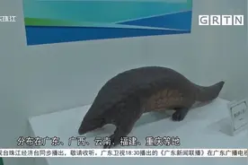 阳春首次发现野生中华穿山甲视频封面