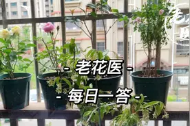 风车茉莉叶子惨白是缺肥吗？丁香花苞褪色怎么回事？每日一答