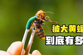 被来自“地狱的黄蜂”蛰一下，到底有多疼，狼叔亲身告诉你视频封面