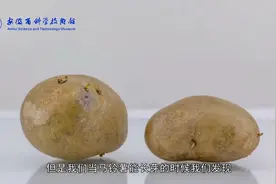 科普微讲堂 | 马铃薯是根还是茎？植物根茎叶的作用是？视频封面