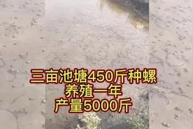 450斤田螺放入3亩池塘，新手养殖一年，收获5000斤，值得大家学习视频封面