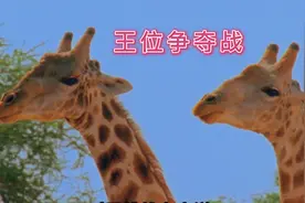 两只长颈鹿打架，脑袋当大锤用，成相互攻击的武器，不会脑震荡？视频封面