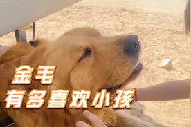 金毛有多喜欢小孩？别人家的金毛乖得让人心疼