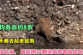 平均寿命约8岁，每天都去钻老鼠洞，不仅钻洞最后还把老鼠给吃了视频封面