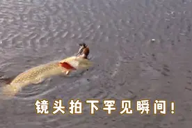 男子发现水面异常，走近一看却惊呆了，镜头拍下罕见瞬间！视频封面