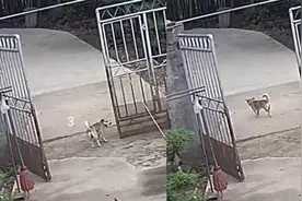狗狗离家眼里全是不舍，一步三回头与主人告别，主人翻看监控泪崩视频封面