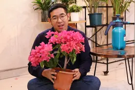 三角梅怎么养？园艺师教你，三角梅的详细养护技巧视频封面