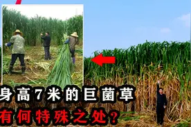 亩产30吨可收割15年，巨菌草有何特殊之处？种它真的能赚钱吗？视频封面