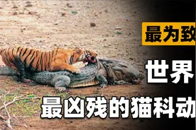 什么是最致命的猫科动物？鳄鱼也沦为它的盘中餐，一生杀了436人视频封面