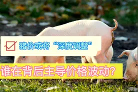 上涨才两天就“打脸”，谁在决定猪价走势？节后要“深度”调整？视频封面
