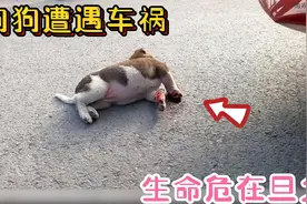 狗狗被车撞的满身鲜血，全身不停的抽搐抖动，幸好遇见小哥救助视频封面