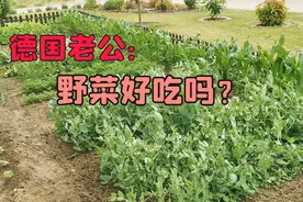 德国菜园长了点中国野菜，德国老公非常惊讶，看看味道如何？视频封面
