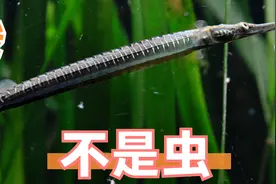 观赏鱼长得像龙，跟龙鱼却没有关系，鱼市也很难买到了视频封面