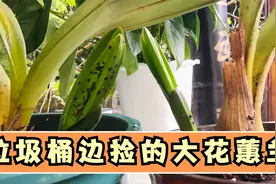 垃圾桶边捡回来的大花蕙兰，花芽开始快速膨大，喜滋滋视频封面