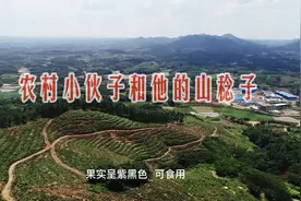 广西南宁良庆行｜农村小伙子和他的山稔子视频封面