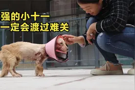 流浪狗大面积溃烂，消毒时一声声惨叫扎入人心，配合治疗让人心疼视频封面