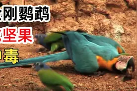 金刚鹦鹉吃坚果中毒，怎么办？魔性舞蹈！不怕，有解药视频封面
