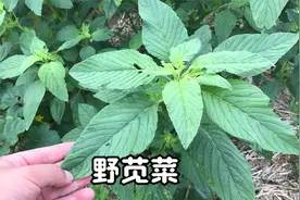 野苋菜又叫“长寿菜”，价值与用途是个宝，还能制作臭豆腐视频封面