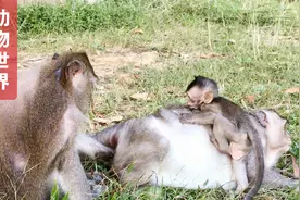 顽皮的小猴子，不是在吃就是在玩，总是围在猴妈妈周围上蹿下跳视频封面