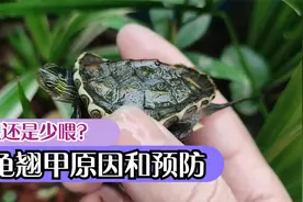 乌龟翘甲是什么原因？喂多了翘甲会恢复过来吗？预防乌龟翘甲方法