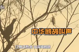 鹧鸪又叫“金嘎嘎”，聆听这中华鹧鸪叫声，悲凉又凄惨视频封面