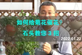 如何给菊花催花？石头教您3招，南方花友看过来视频封面