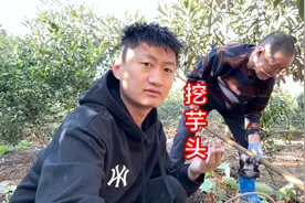 爷爷说要挖20斤芋头回家，家蒙去2分钟就搞定，还是满满1篼篼视频封面