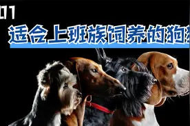 工作比较忙的人适合养什么品种的狗狗？