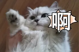 让猫咪称重的五种方法，你学会了吗~视频封面