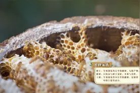 我们村：蜜蜂的家庭分工模式，竟是女主外，大多数工作的都是雌蜂视频封面