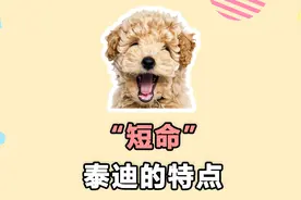 “短命”泰迪的特点，希望你家狗没有！视频封面