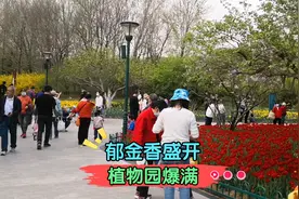 潍坊植物园的郁金香盛开了，游客人山人海，火爆场面堪比赶大集视频封面