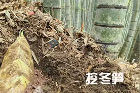 想要快速挖到冬笋，2个前提条件先掌握，经验和技巧现场分享视频封面