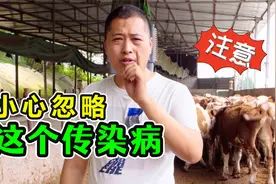 这个传染病，很容易被忽略！有这些症状出现，养牛人一定要重视！视频封面