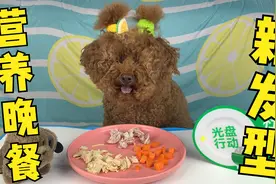 饿一天的胖泰迪碰见鸡胸肉，吃的狼吞虎咽连盘子都刷了视频封面