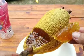 看看蜂农是怎样从野生蜜蜂的蜂巢中获取蜂蜜视频封面