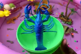 认识龙虾、鲸鲨、蜥蜴、小黄鸭等动物视频封面