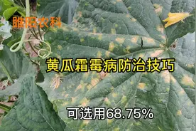 防治黄瓜黄叶病、焦叶病，用这两种方法喷施1～2遍，就能彻底控制视频封面