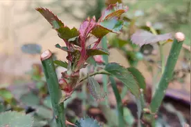 月季发芽施肥有“讲究”，分2步走，养出满盆壮芽视频封面