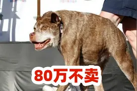 80万不肯卖，无脖子卡西莫多犬，诞生过程令人感叹视频封面