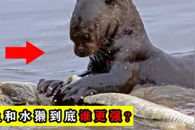 鳄鱼为何会惧怕水獭，是真打不过吗？鳄鱼和水獭到底谁吃谁？视频封面